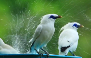 Burung Jalak Bali