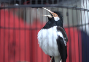 Burung Jalak SurenBurung Jalak Suren