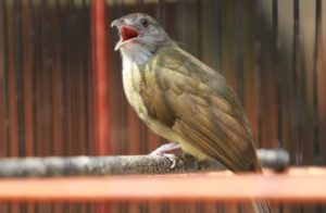 Burung Kapas Tembak