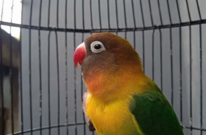 Burung Lovebird