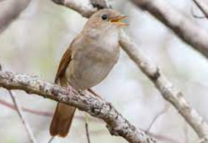 Burung Terpopuler