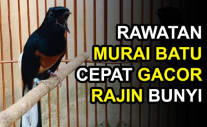 Cara Merawat Murai Batu