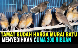 Harga Murai Batu