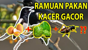 Makanan Burung Kacer