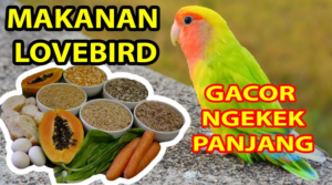 Makanan Burung Lovebird