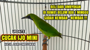 Perawatan Cucak Ijo