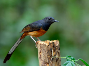 cara merawat burung murai batu