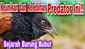 Burung Bubut