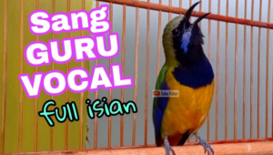 Burung Cucak Cungkok