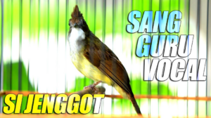 Burung Cucak Jenggot