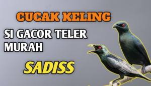 Burung Cucak Keling