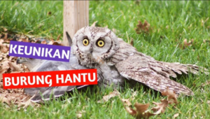 Burung Hantu