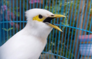 Burung Jalak Putih