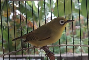 Burung Pleci