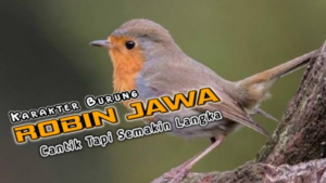 Burung Robin