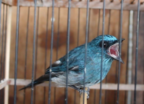 Burung Selendang Biru