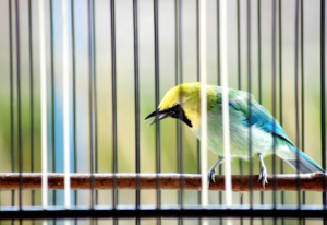 Harga Pasaran Burung Cucak Ijo