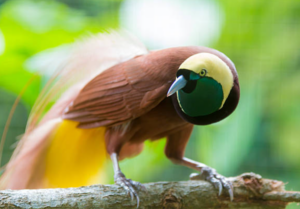 jenis Burung Cendrawasih