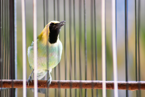 Burung Cucak Cungkok