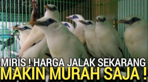 Harga Burung Jalak Bali