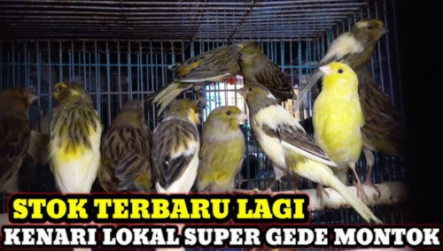 Harga Burung Kenari