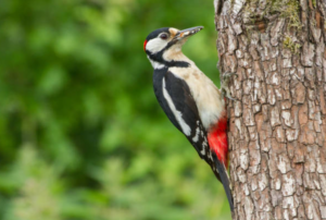 harga pasaran burung pelatuk