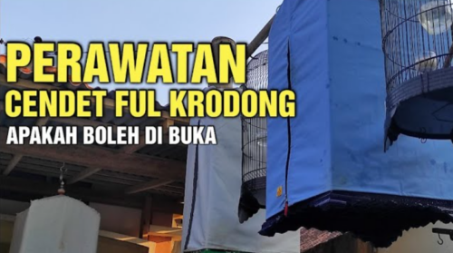 perawatan cendet full kerodong