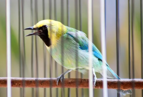 Cara Merawat Burung Cucak Ranting Agar Rajin Bunyi