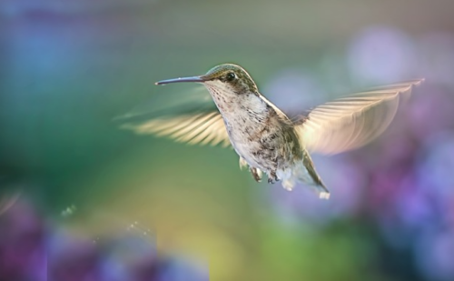 Cara Merawat Burung Kolibri yang Baru Ditangkap