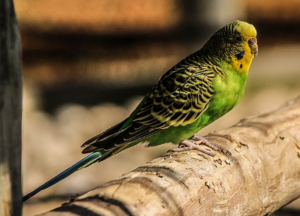 Cara Merawat Burung Parkit Biar Gacor