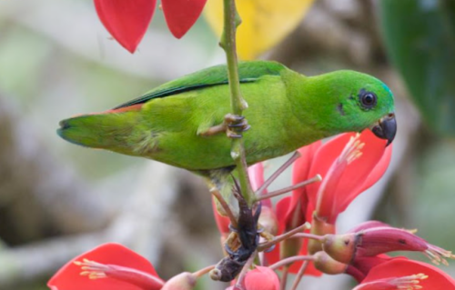 Cara Merawat Burung Serindit untuk Lomba