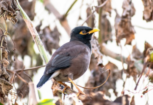 Makanan Burung Jalak Nias Agar Cepat Gacor