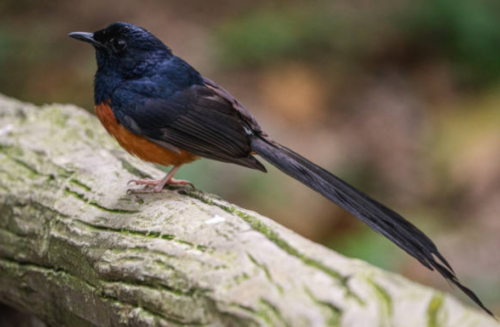 Pakan Burung Murai Batu Agar Cepat Gacor