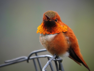 makanan burung kolibri