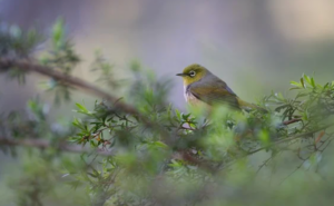 makanan burung pleci