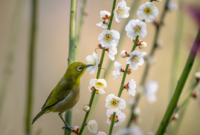 Cara Merawat Burung Pleci agar Cepat Gacor dan Buka Paruh